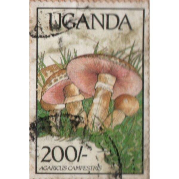 200 Uganda Agaricus Campestris Used Stamp