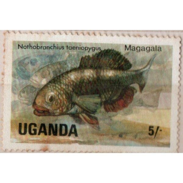 5 Uganda Nothobranchius Taeniopygus Used Stamp