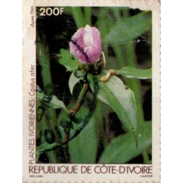 200 Ivory Coast Costus Afer Used Stamp