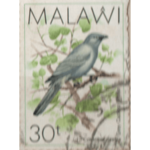 30 Malawi Corasina Caesia Used Stamp