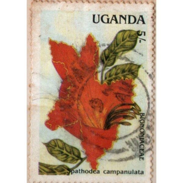 5 Uganda Pathodea Campanulata Used Stamp