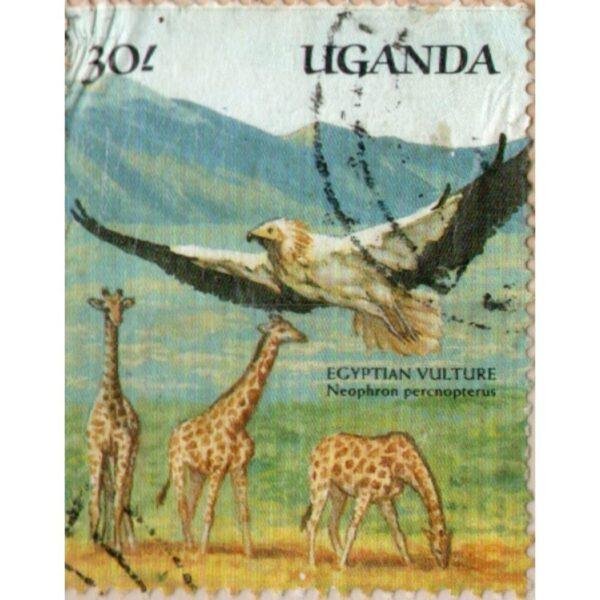 30 Uganda Egyptian Vulture Neophron Percnopterus Used Stamp