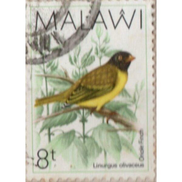 8 Malawi Linurgus Olivaceus Used Stamp