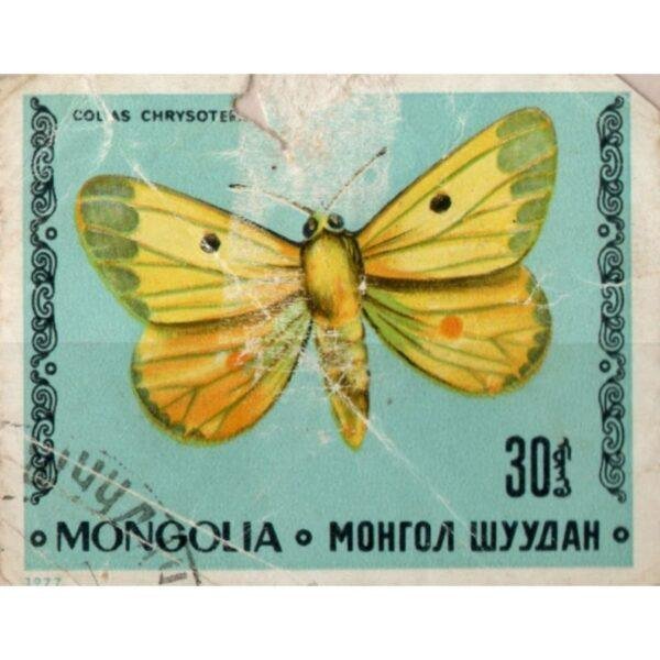 30 Mongolia Colias Chrysoteme Used Stamp