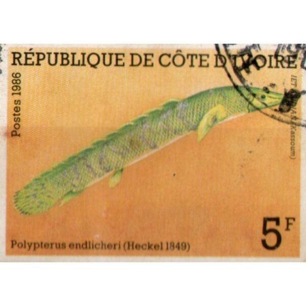5 Republique De Cote D'ivoire Polypterus Edlicheri Used Stamp