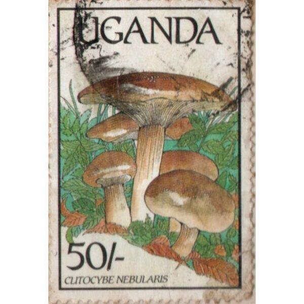 50 Uganda Clitocybe Nebularis Used Stamp